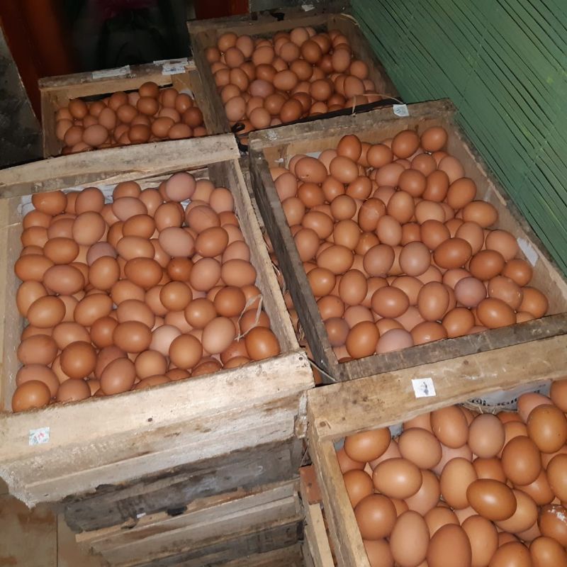 Telor Negeri