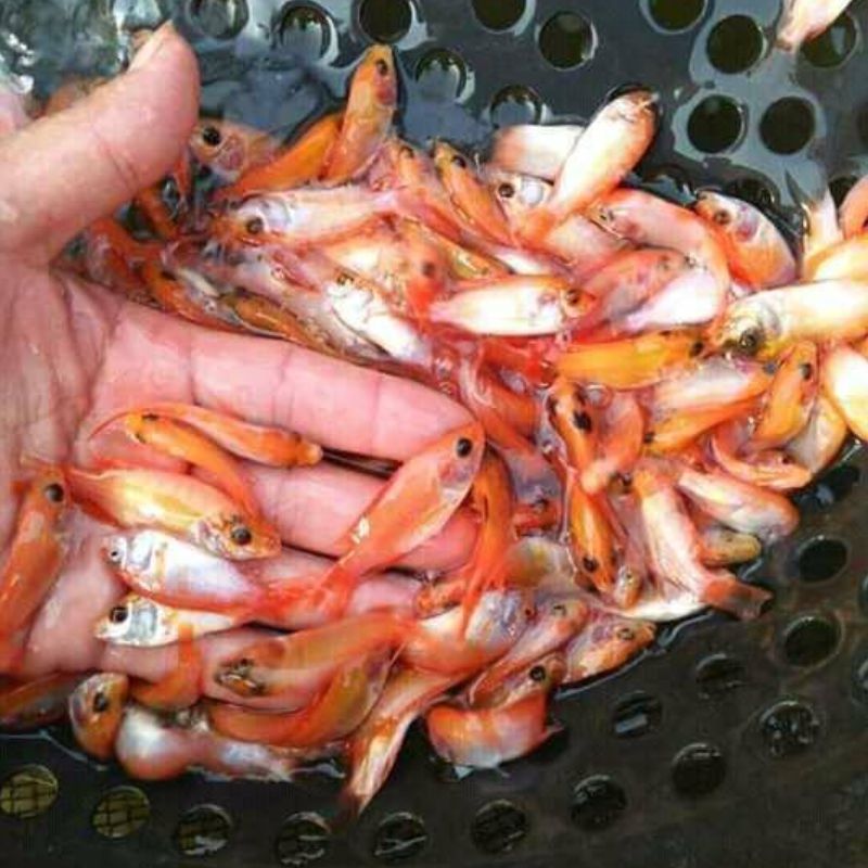 Bibit ikan Nila