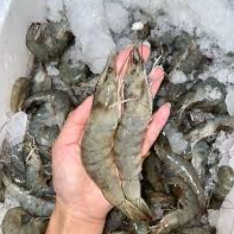 Udang Kupas Premium
