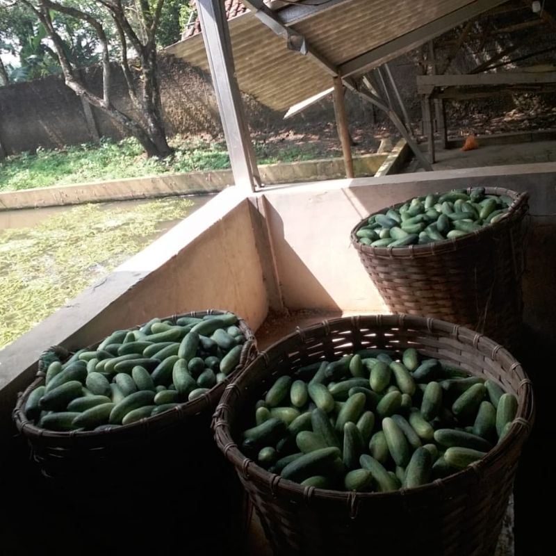 Sayur Mayur