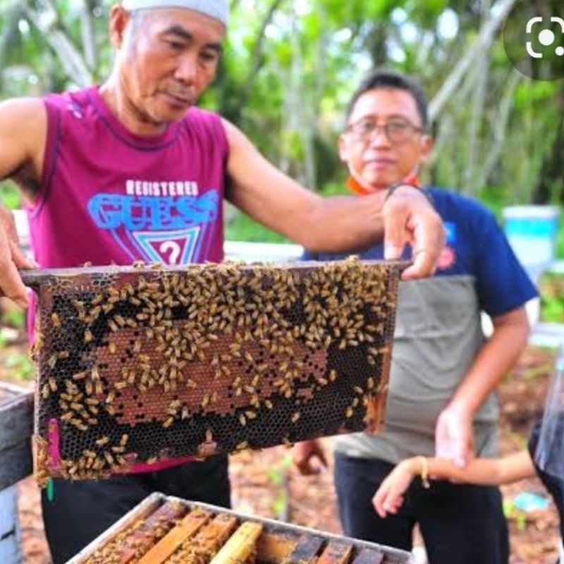 Madu lebah klaceng