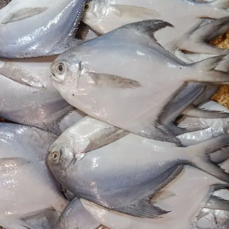Ikan Bawal Putih Per 100 gram