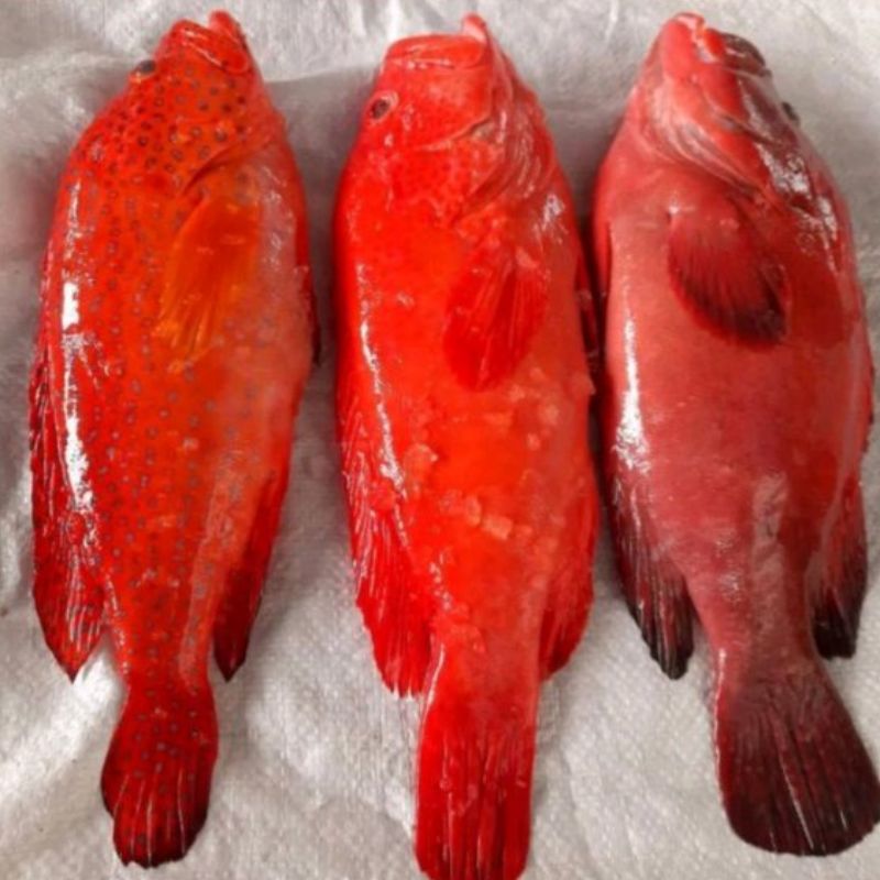 Ikan Ekor Kuning