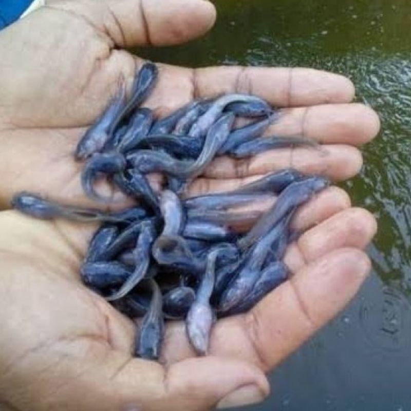Ikan Lele