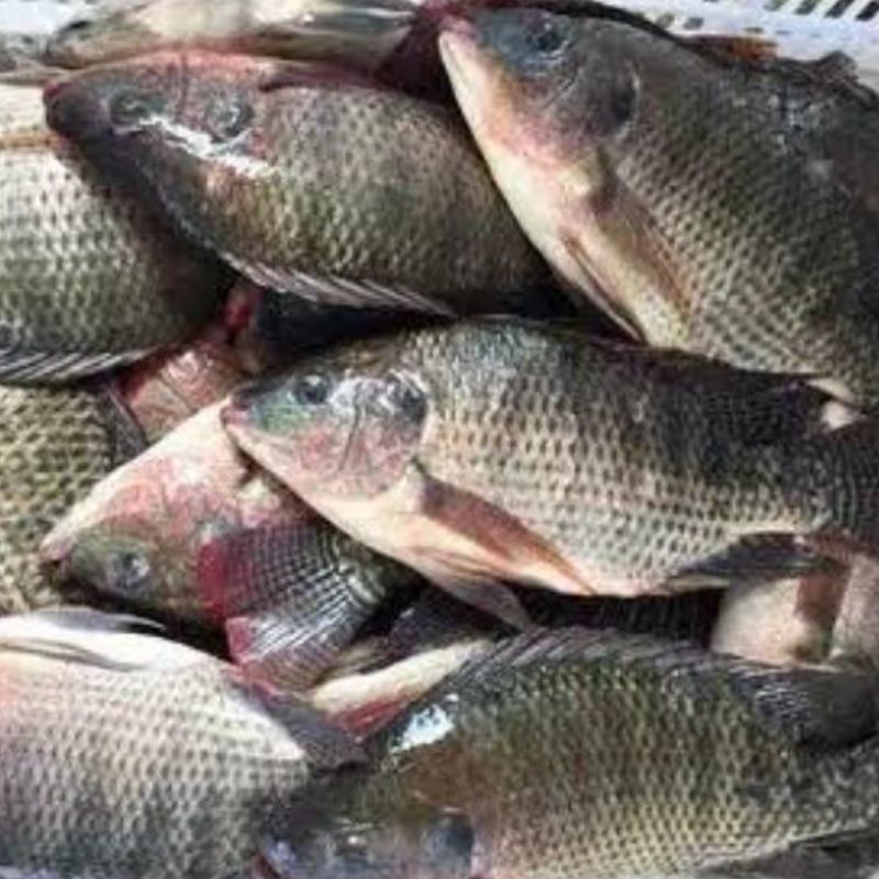 Ikan Nila Hitam