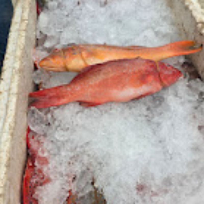 Ikan Segar