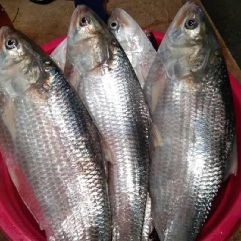Ikan Terubuk