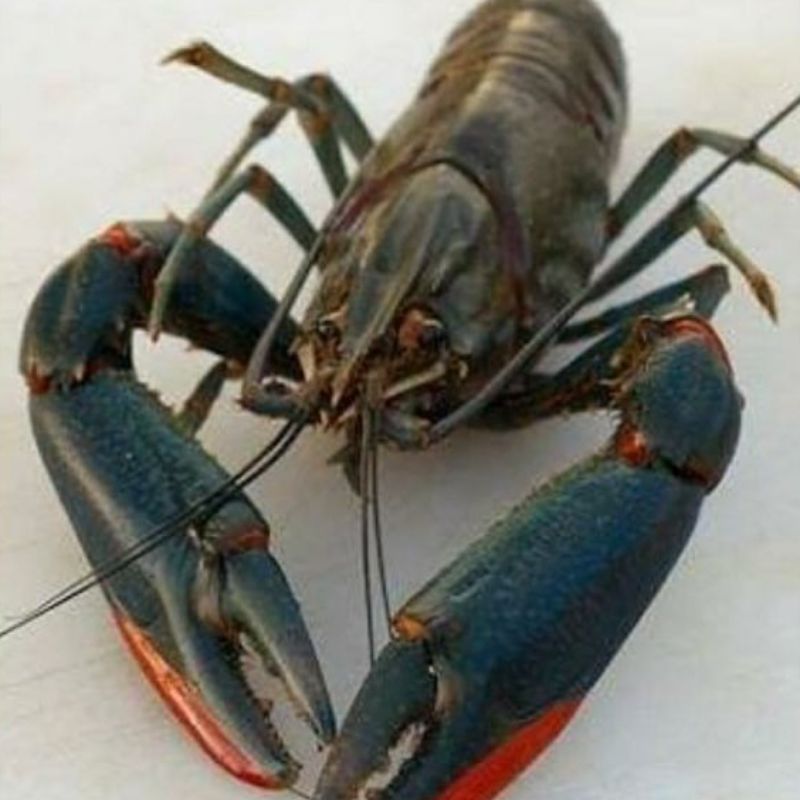 INDUKAN LOBSTER AIR TAEZR