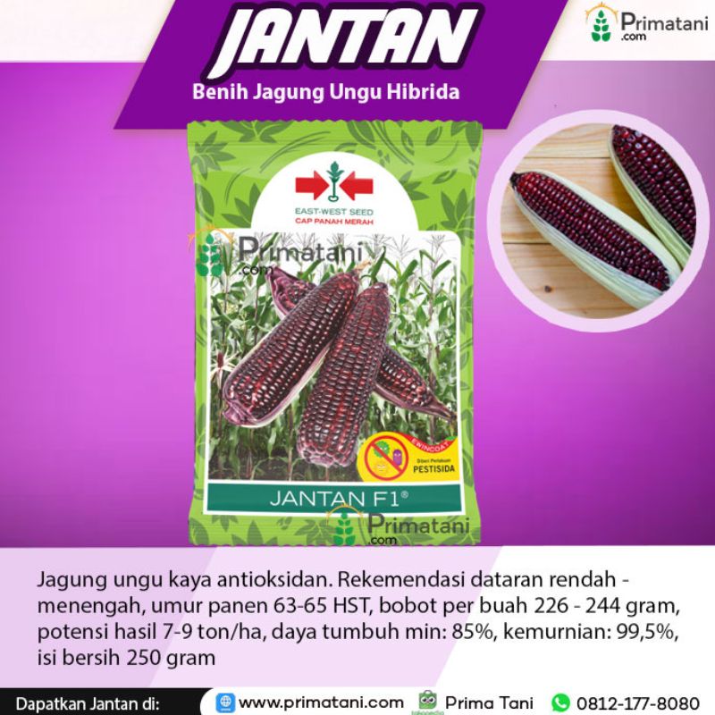Jagung Jantan F1