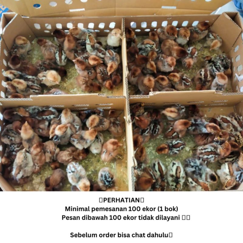 Jual 1 Paket DOC Arab Dominan Betina untuk wilayah Jawa dan sekitarnya