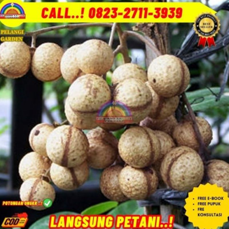 Jual Bibit Pohon Kelengkeng Itoh