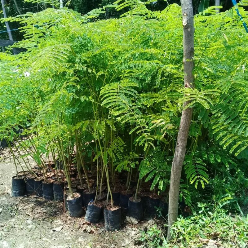 Jual Pohon Flamboyan mulai 50 cm sampai 5 meter