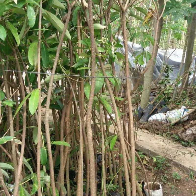 Jual Pohon Pule | Bibit Pule – Pule Besar