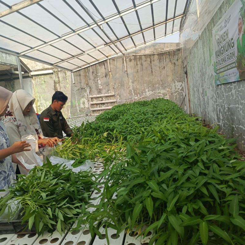 Kangkung