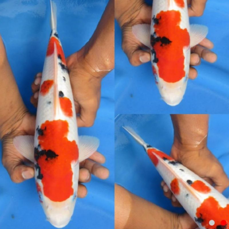 Koi Sanke Doitsu Paket Indukan