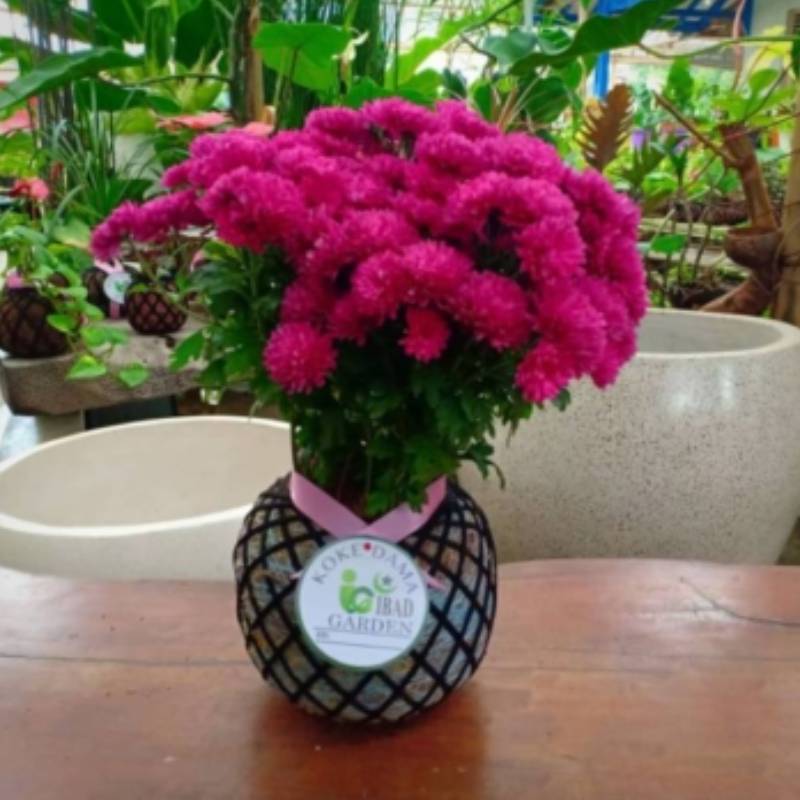 Kokedama krisan bunga ungu