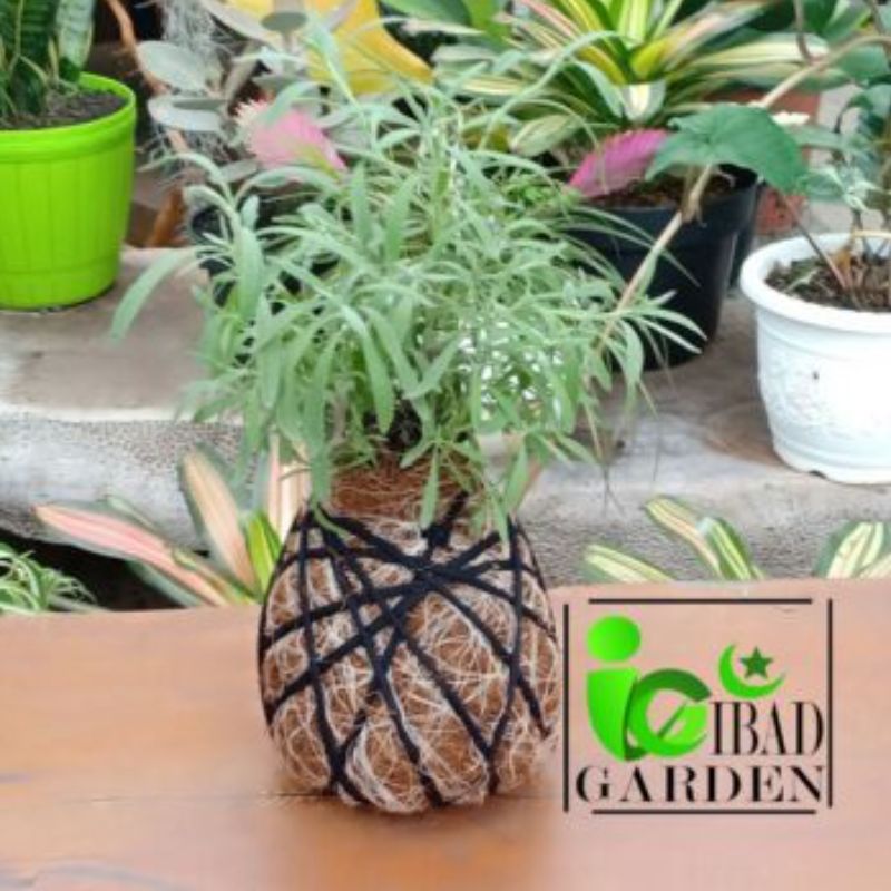 Kokedama Lavender asli ID Lavandula Hidcote