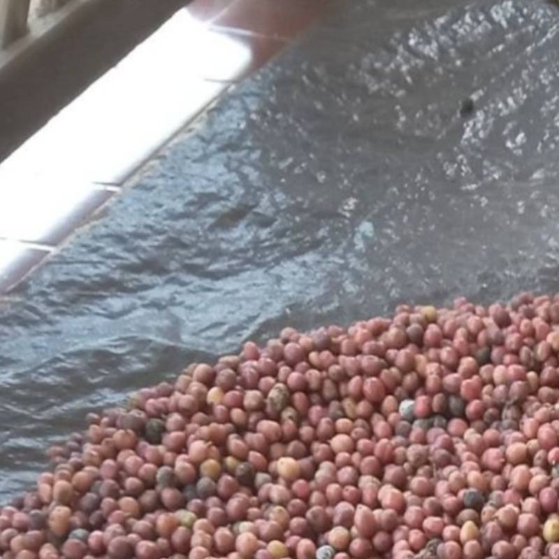 Kopi Robusta