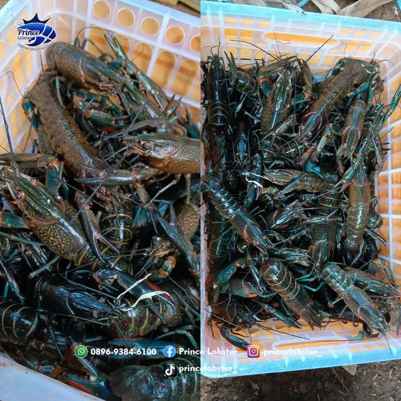lobster air tawar, 160-200 lobster konsumsi  Berbeda dengan lobster bredingan untuk budidaya