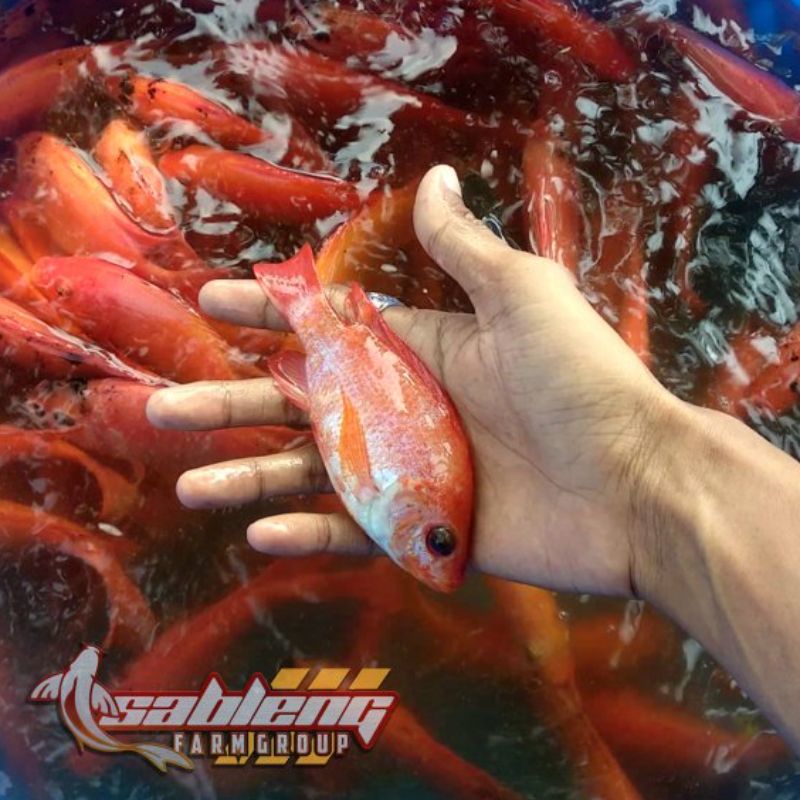 Nila Merah Nilasa Kudus