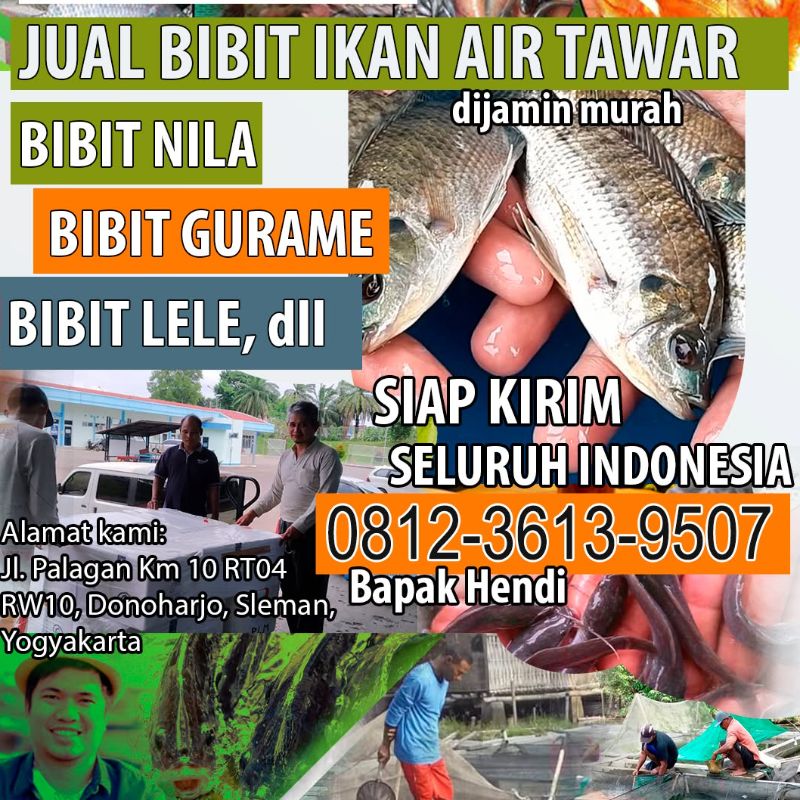 Nila Ukuran 1–2 cm – 20.000 Box