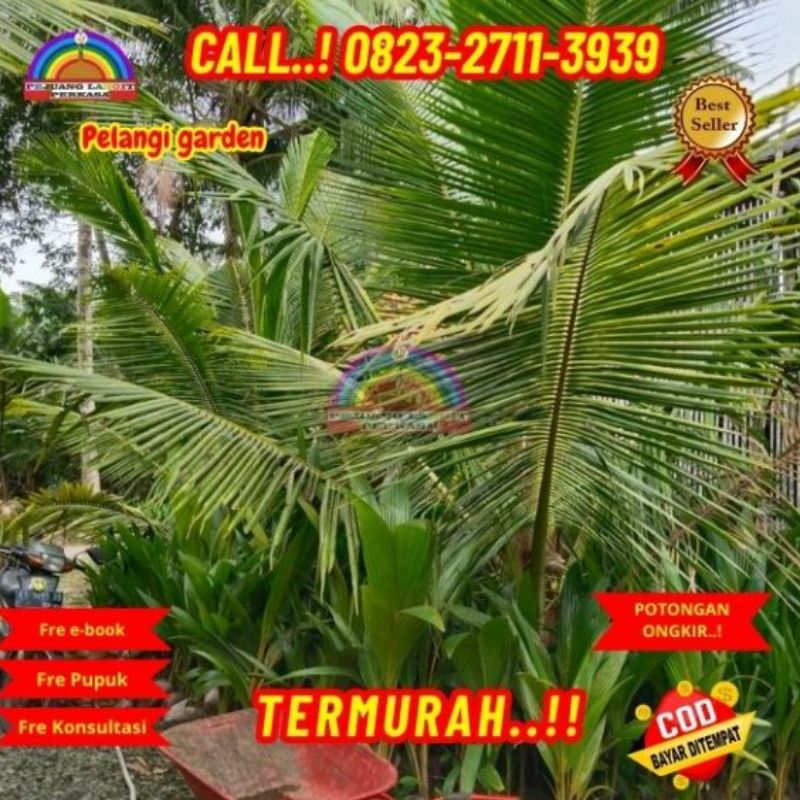 Penjual Pohon Kelapa Hutan