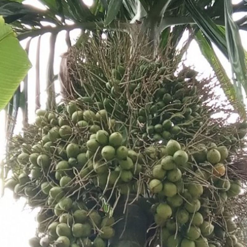 Pinang Muda