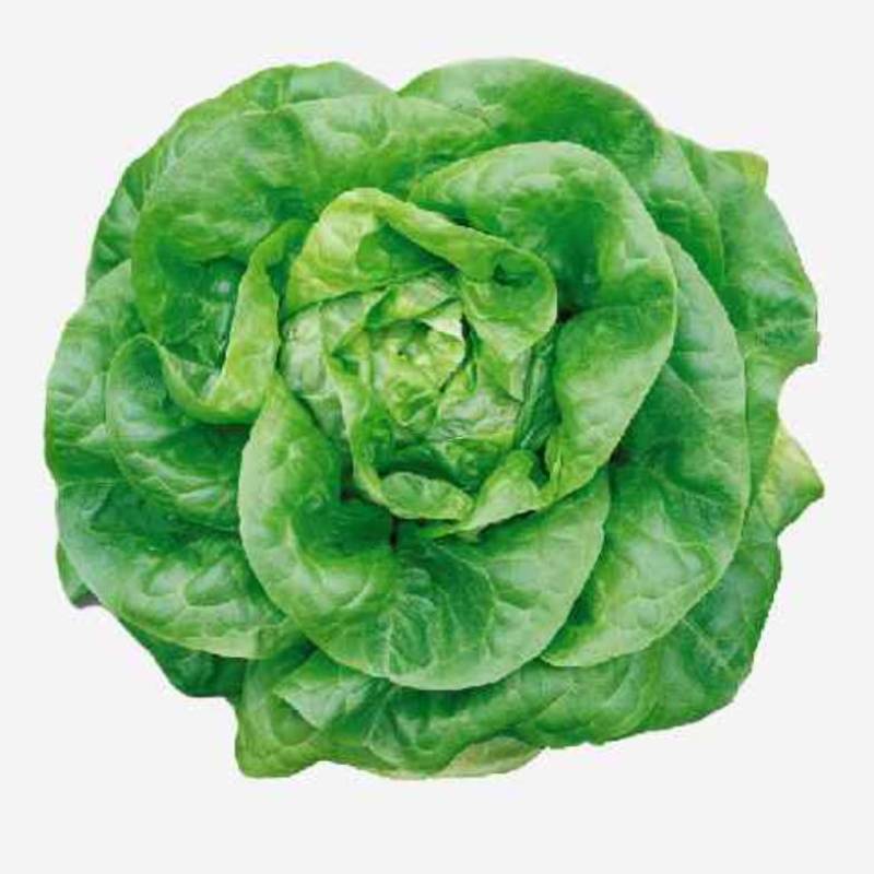 Sayur  segar!