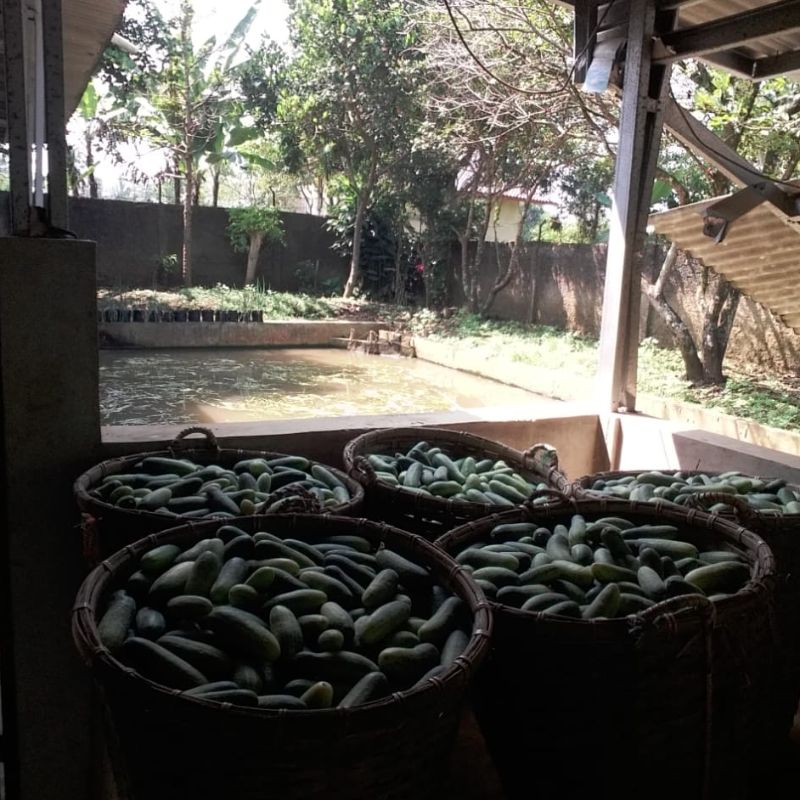 Sayur Mayur