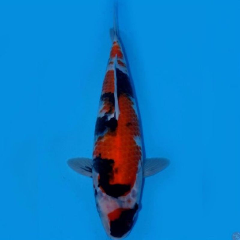 Showa