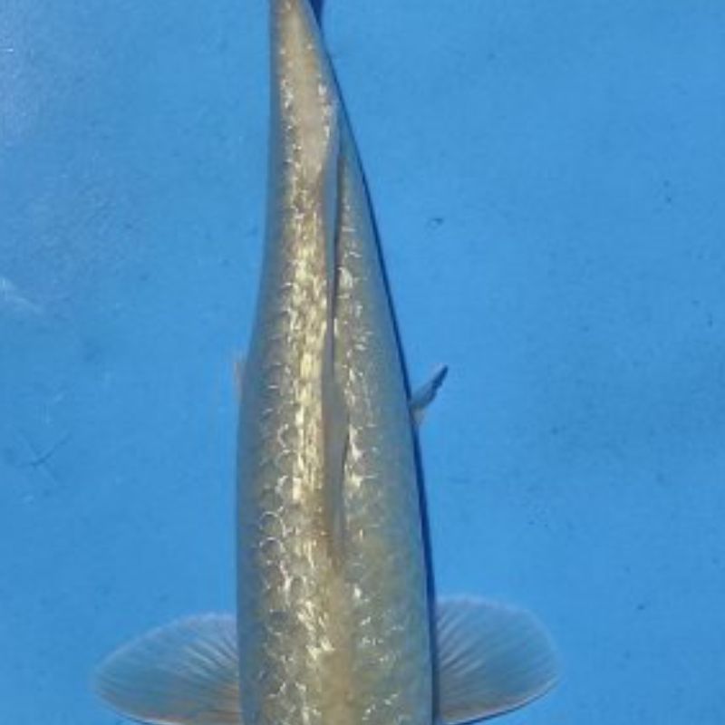Soragoi Ginrin 34cm