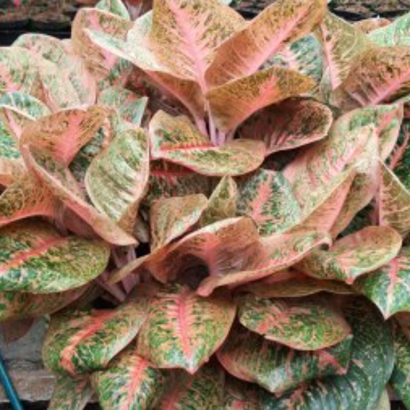 Tanaman Aglonema