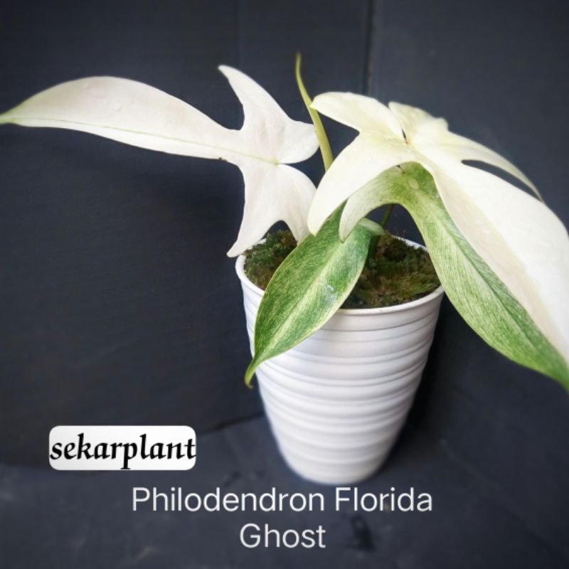 Tanaman Syngonium