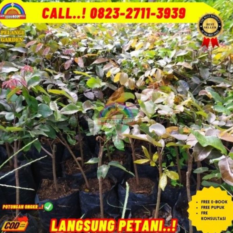 ual Bibit Pohon Kelengkeng Merah