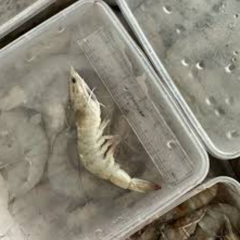 Udang Kupas Premium